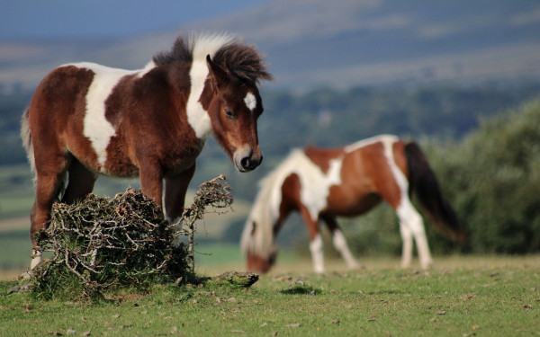 Dartmoor Wild Ponies