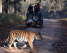Die besten Hotels in der Nähe des Tigerreservats Tadoba, Indien