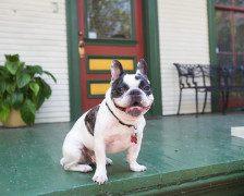 14 Pet Friendly Hotels in New Orleans