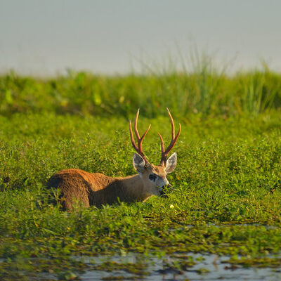 Corrientes Province, Argentina