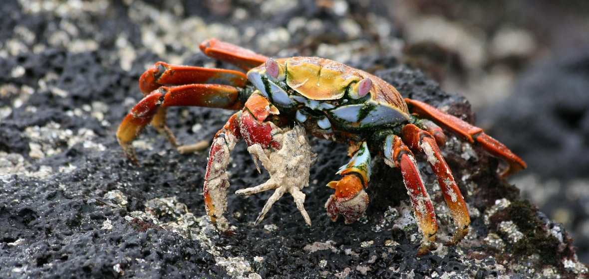Photo of Galapagos Islands