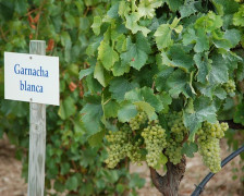 Die 18 besten Weinhotels in Spanien