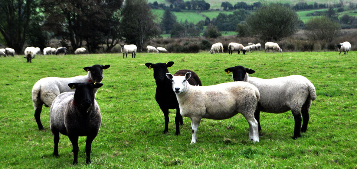 Photo of County Tyrone