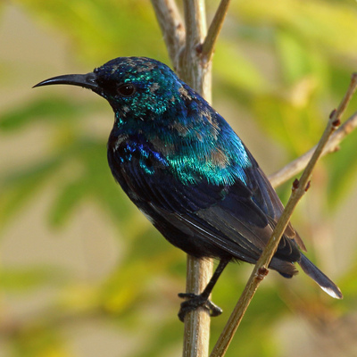 Isla de Pemba, Tanzania