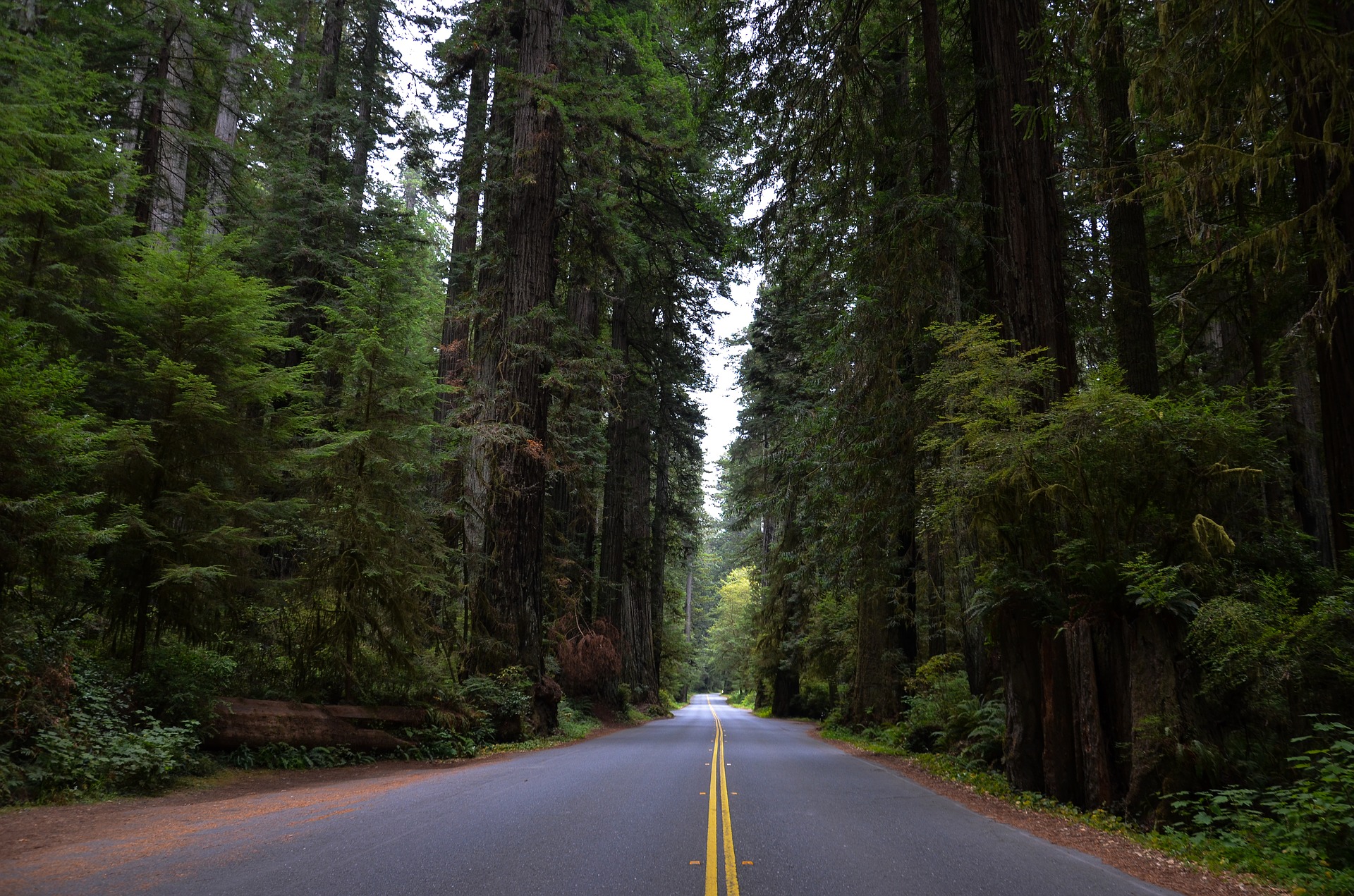 Redwood National Park