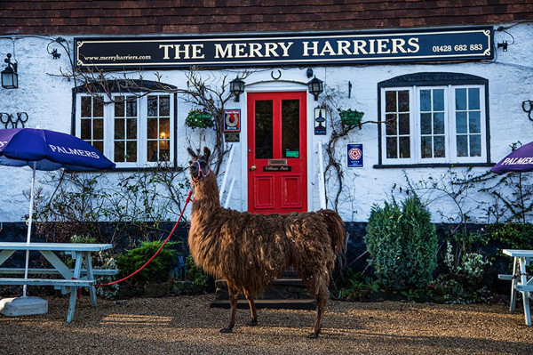 The Merry Harriers