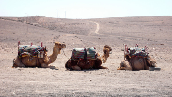 Camel Rides