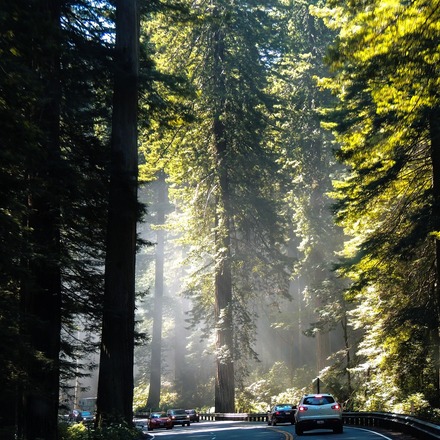 Los Mejores Hoteles para el Parque Nacional Redwood