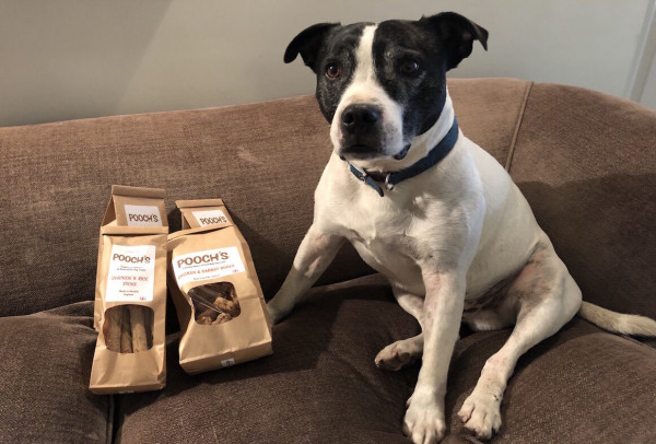 The Best Pet Friendly Hotels In York The Hotel Guru