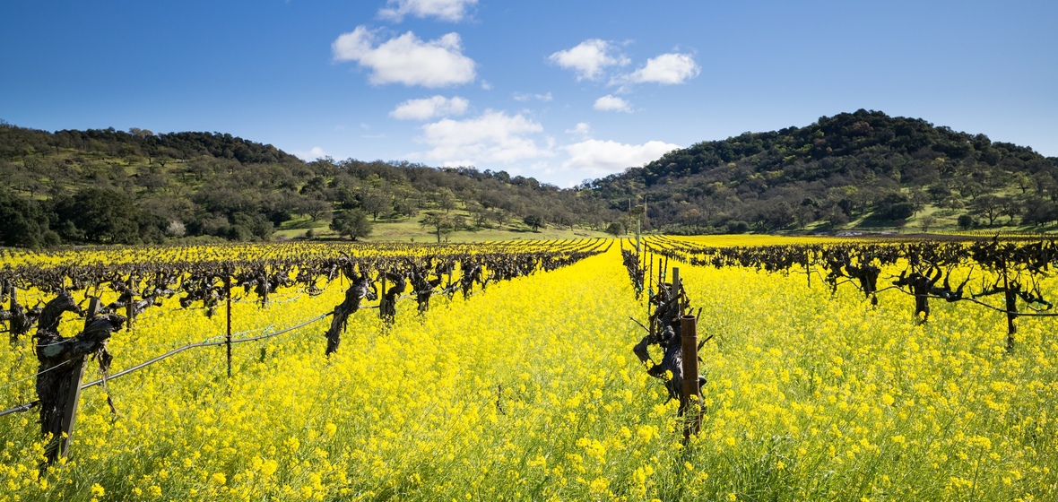 Foto de Yountville