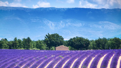Villas and Holiday Rentals in Provence