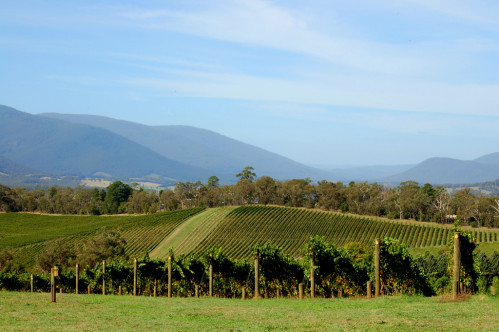 Yarra Valley