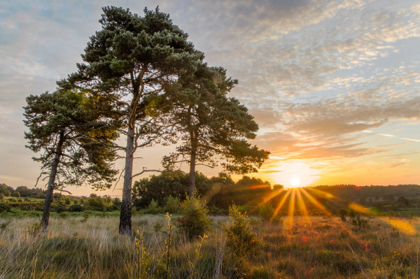 Ashdown Forest