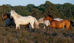 Warum ich.....Aufenthalt im New Forest liebe.