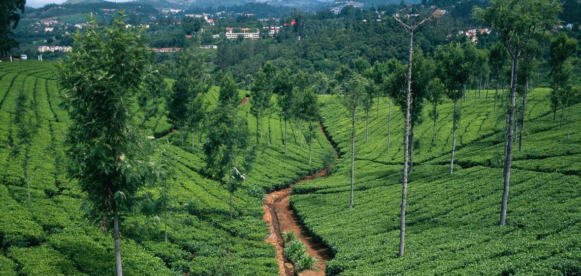 Foto von Coonoor