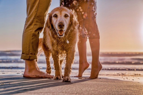 Pet Friendly Hotels In California The