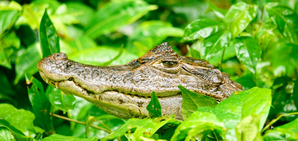 Photo of Little Cayman