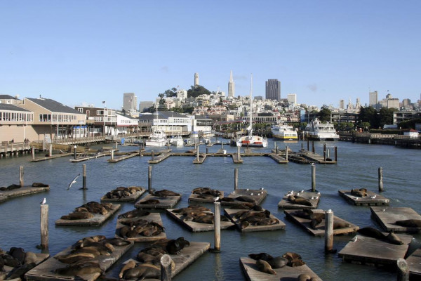 Best Hotels Near Fisherman's Wharf, San Francisco | The Hotel Guru