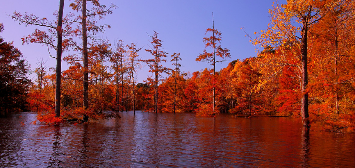 Photo of Louisiana