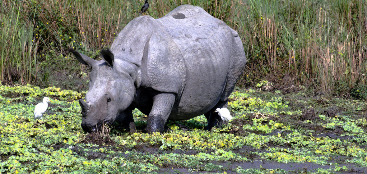 Photo of Assam