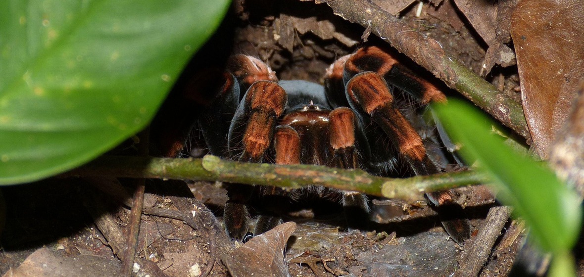 Photo of Monteverde