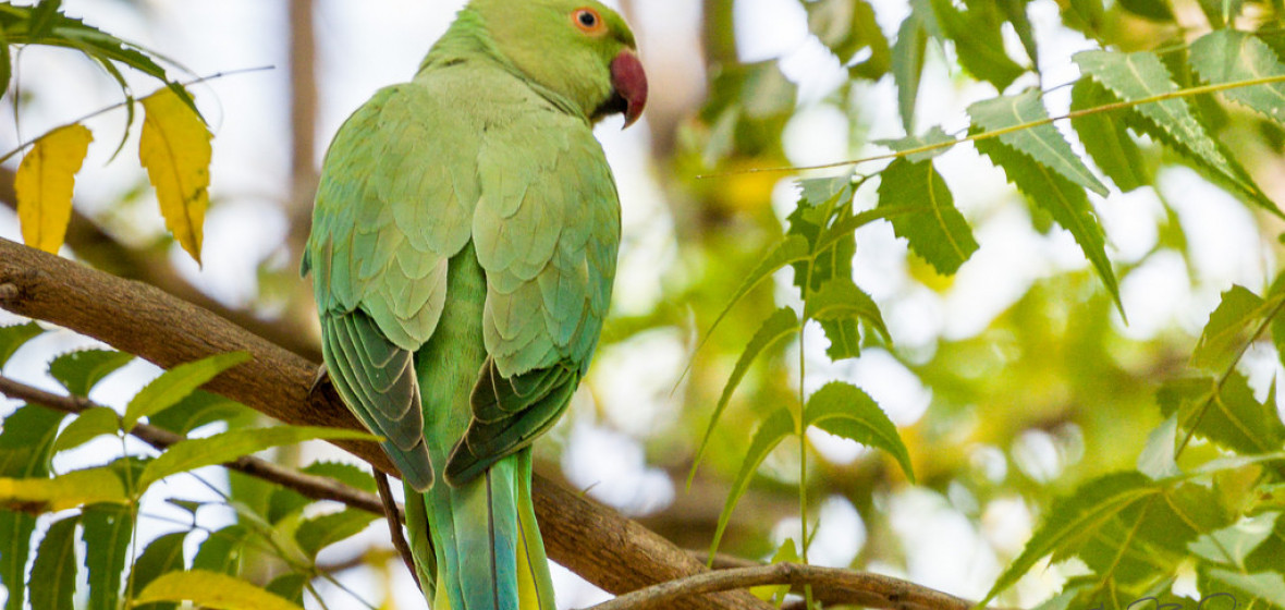 Photo de Sawai Madhopur