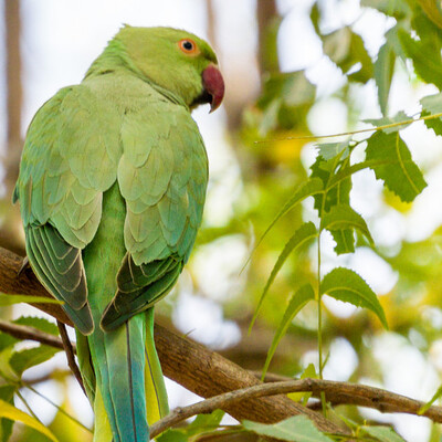 Sawāi Mādhopur, India
