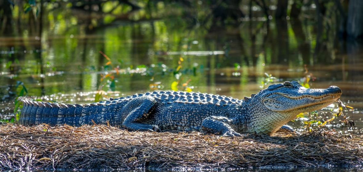 Foto de Luisiana