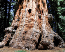 The Best Hotels for Sequoia National Park