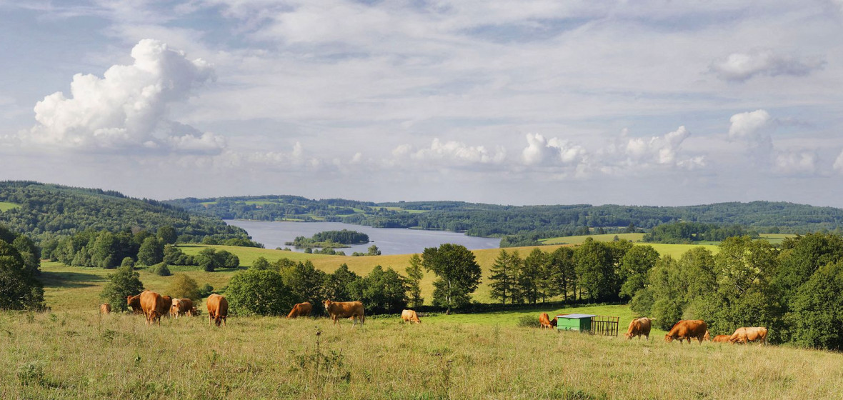 Photo of Limousin