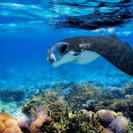 Los 16 Mejores Resorts de Buceo en Fiyi