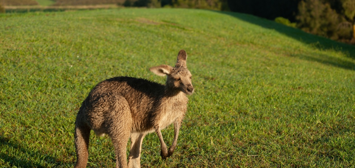 Photo of Pokolbin