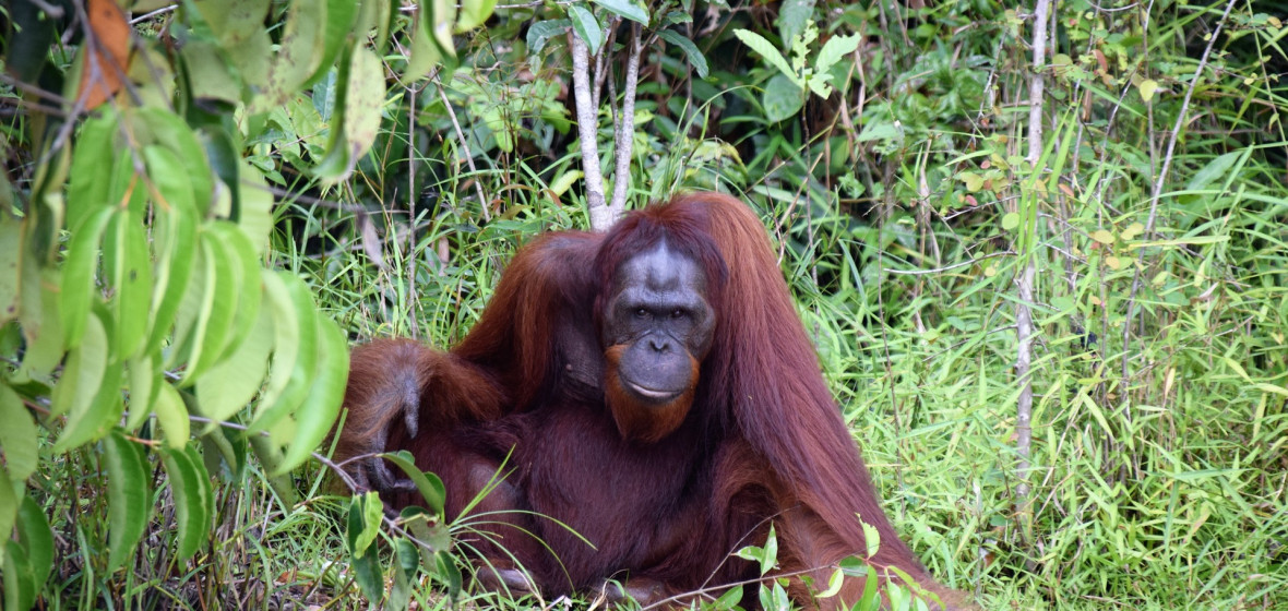 Photo of Borneo