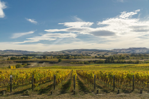 Waipara Valley vines