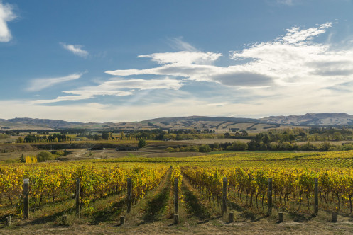 Waipara Valley Reben