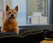 20 Pet Friendly Hotels Chicago