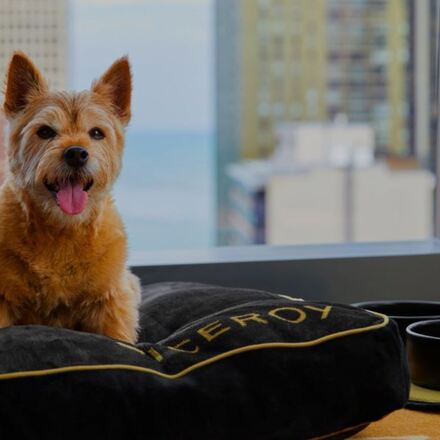 20 Pet Friendly Hotels Chicago