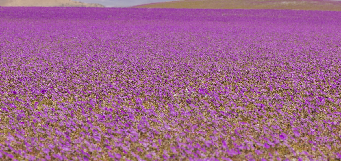 Photo of Copiapo
