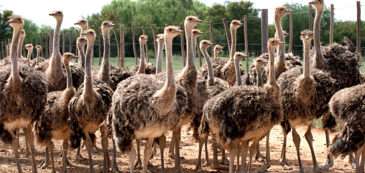 Best places to stay in Oudtshoorn, South Africa The Hotel Guru