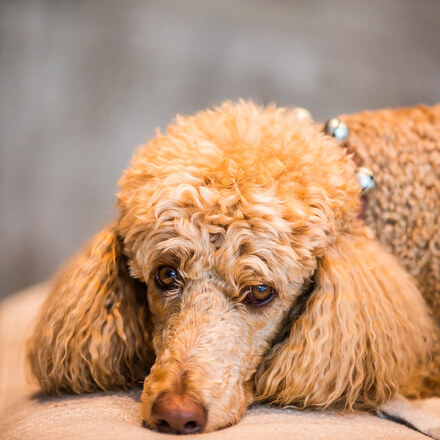 The 7 Best Pet-Friendly Hotels in Houston
