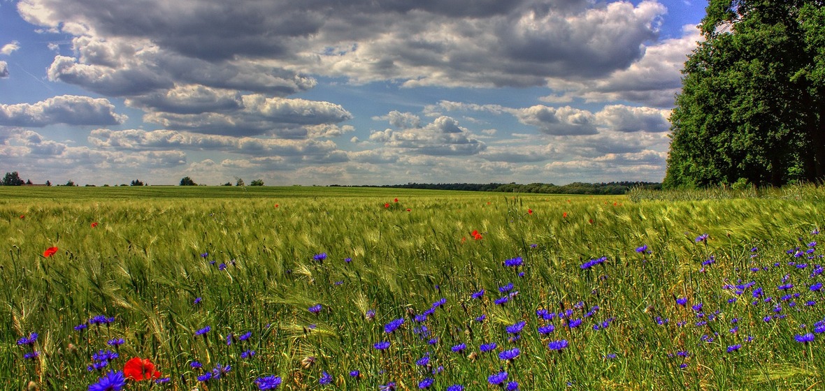 Photo of Brandenburg