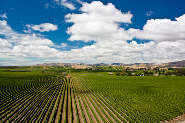 Marlborough vineyard