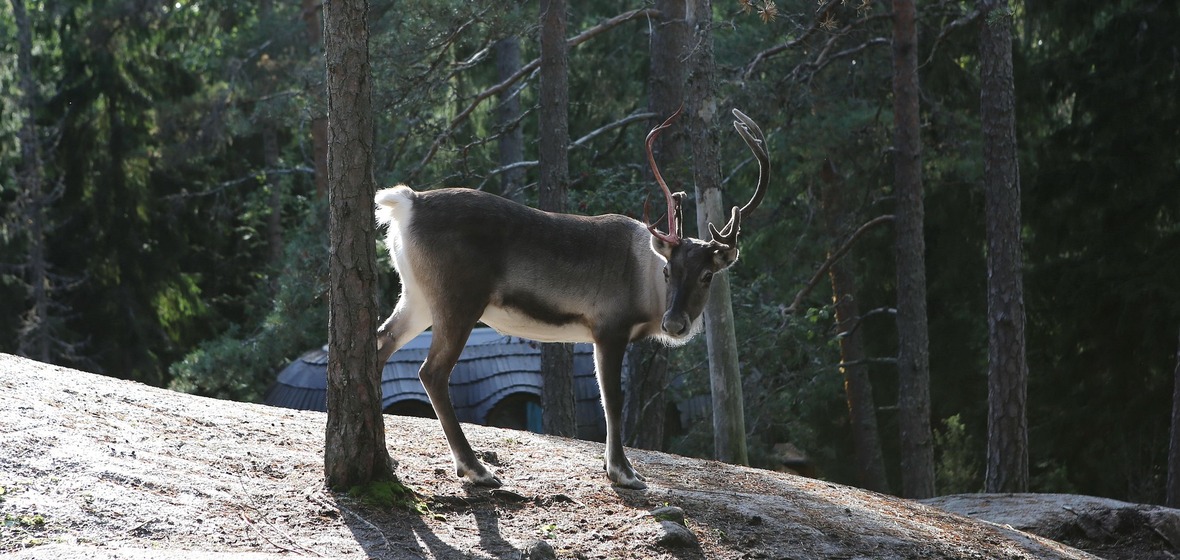 Photo of Lapland