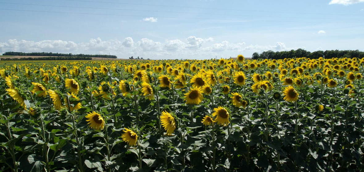 Foto von Charente