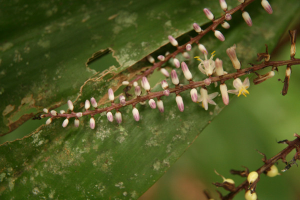 Daintree Rainforest