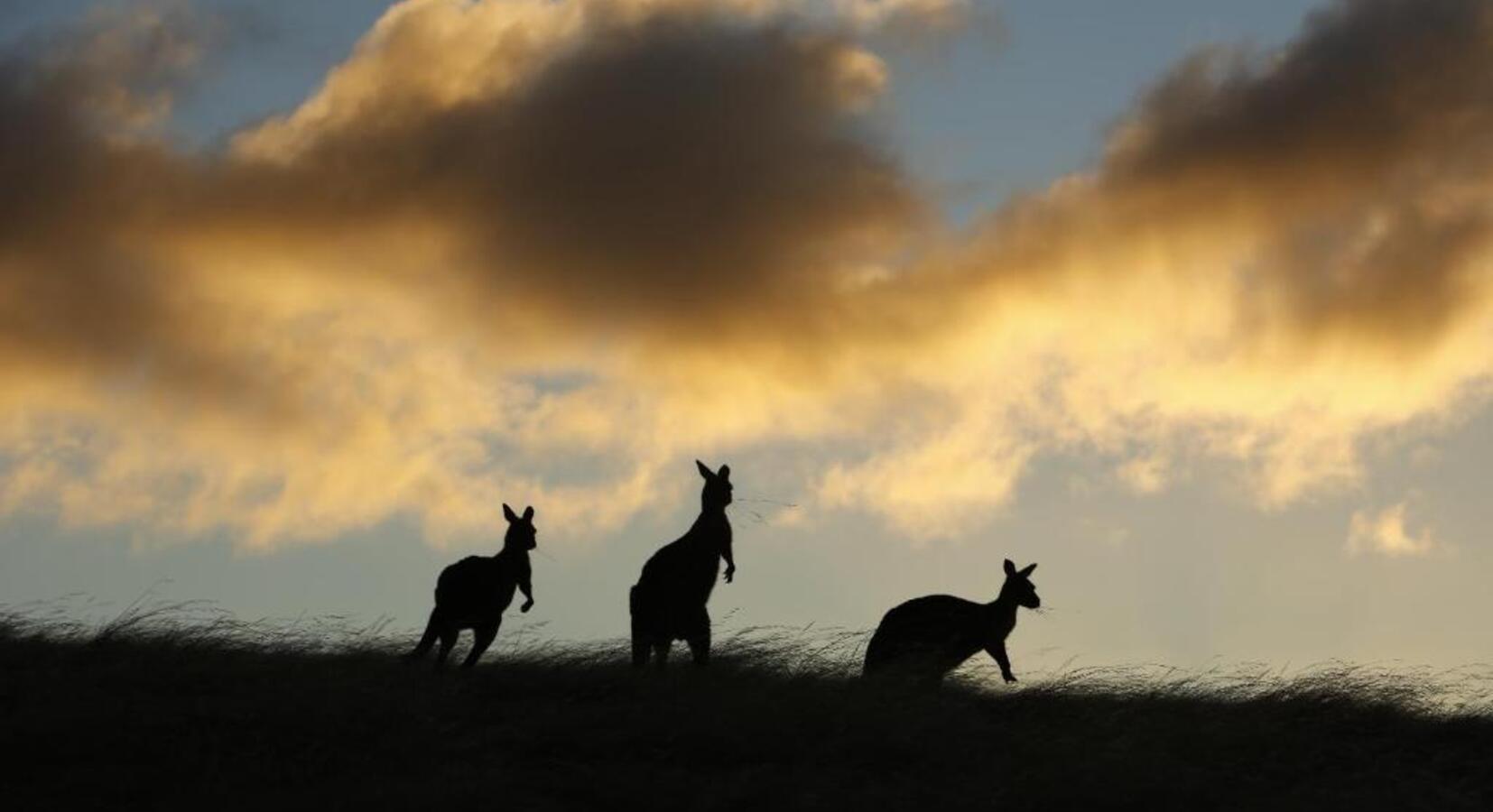 Kangaroos Silhouetted
