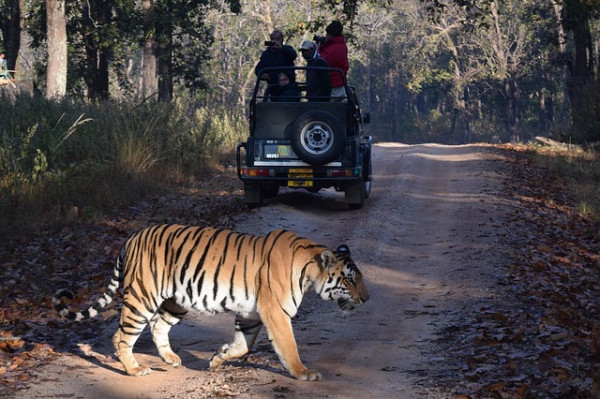 Tiger Safari