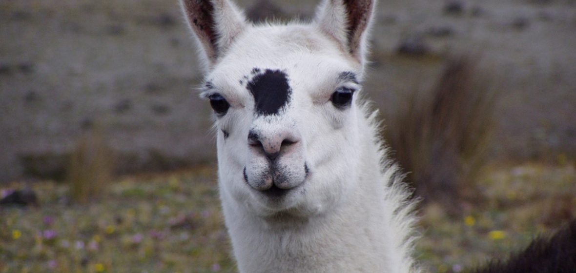 Foto de Cotopaxi
