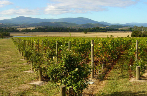 Yarra Valley