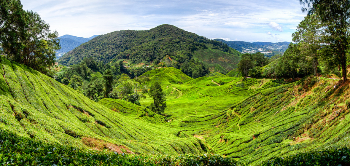 Photo of Cameron Highlands
